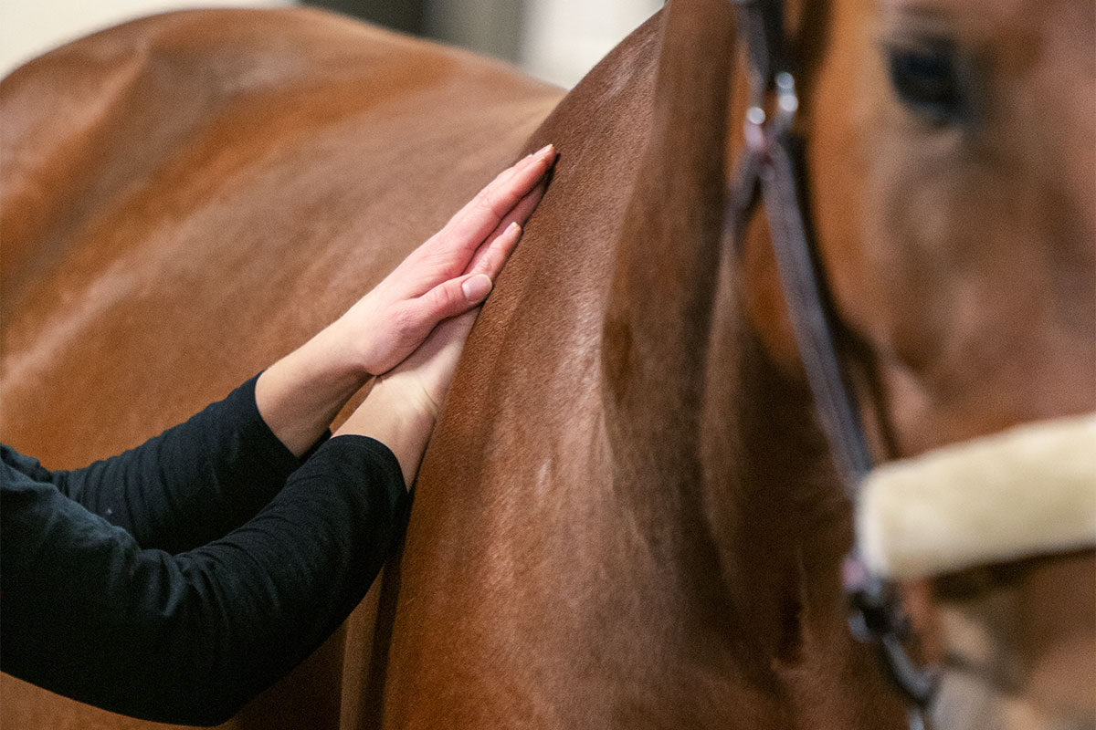 horse massage